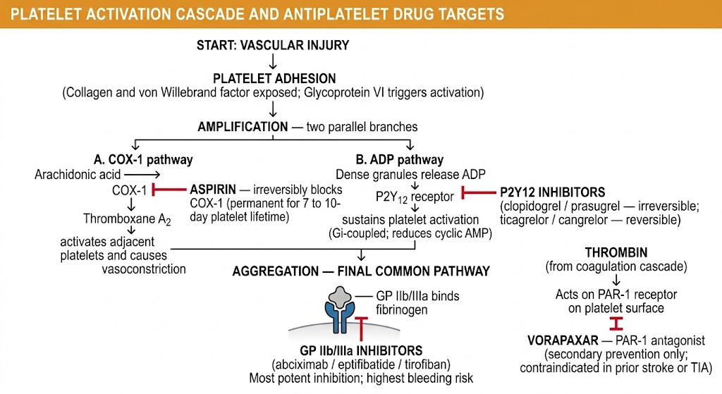 Flow diagram of the platelet activation cascade from vascular injury through platelet adhesion and amplification to aggregation, showing four antiplatelet drug targets: aspirin blocking COX-1 and thromboxane A2 synthesis in Branch A; P2Y12 inhibitors (clopidogrel, prasugrel, ticagrelor, cangrelor) blocking ADP receptor signaling in Branch B; glycoprotein IIb/IIIa inhibitors (abciximab, eptifibatide, tirofiban) blocking the final common aggregation pathway; and vorapaxar blocking the PAR-1 thrombin receptor.