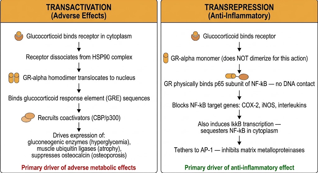Two-panel diagram comparing glucocorticoid receptor transactivation and transrepression
