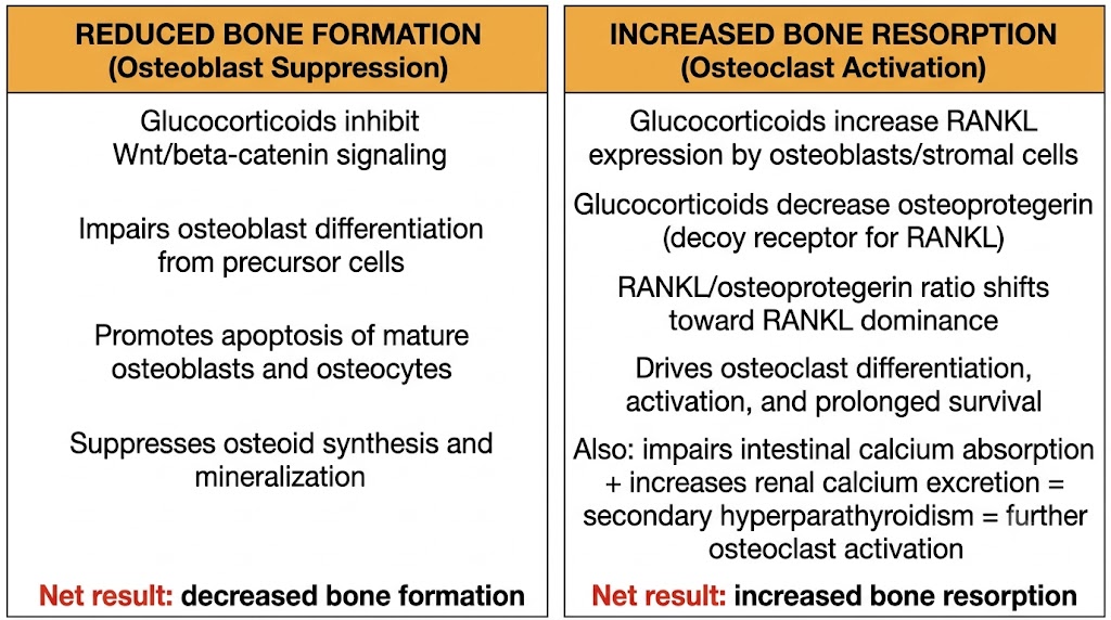 Diagram showing dual mechanism of glucocorticoid-induced osteoporosis affecting osteoblasts and osteoclasts