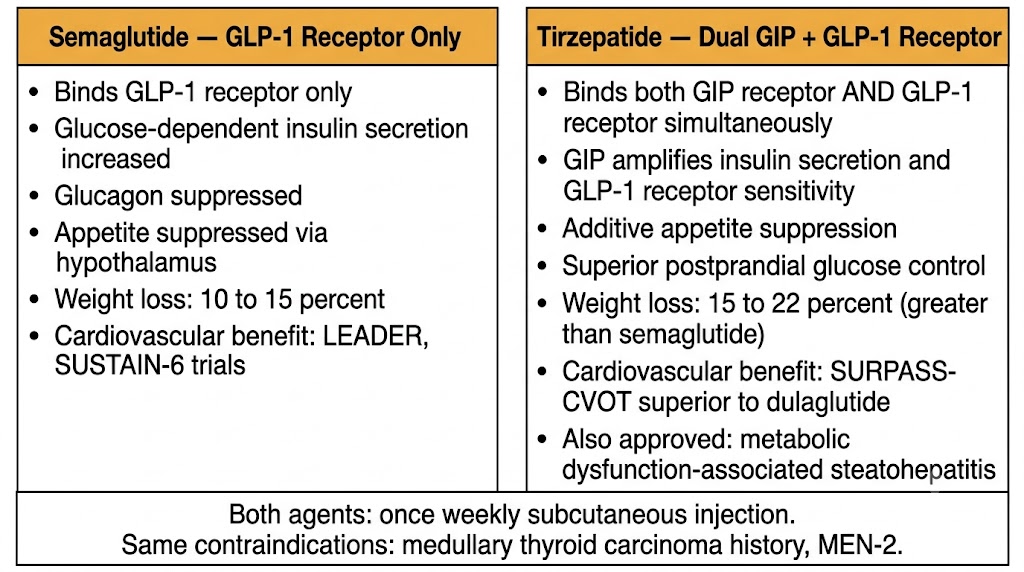 Two-panel comparison diagram: left panel shows semaglutide (GLP-1 receptor only) — binds GLP-1 receptor, glucose-dependent insulin secretion increased, glucagon suppressed, appetite suppressed via hypothalamus, weight loss 10 to 15 percent, cardiovascular benefit in LEADER and SUSTAIN-6. Right panel shows tirzepatide (dual GIP plus GLP-1 receptor) — binds both receptors simultaneously, GIP amplifies insulin secretion and GLP-1 sensitivity, additive appetite suppression, superior postprandial control, weight loss 15 to 22 percent, SURPASS-CVOT cardiovascular superiority, approved for metabolic dysfunction-associated steatohepatitis. Shared note: both once weekly subcutaneous, same contraindications.