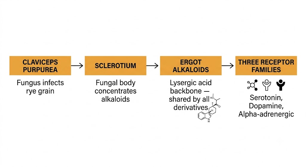 Flow diagram showing the origin of ergot alkaloids from Claviceps purpurea fungus through sclerotium formation to the lysergic acid backbone and its three receptor targets.