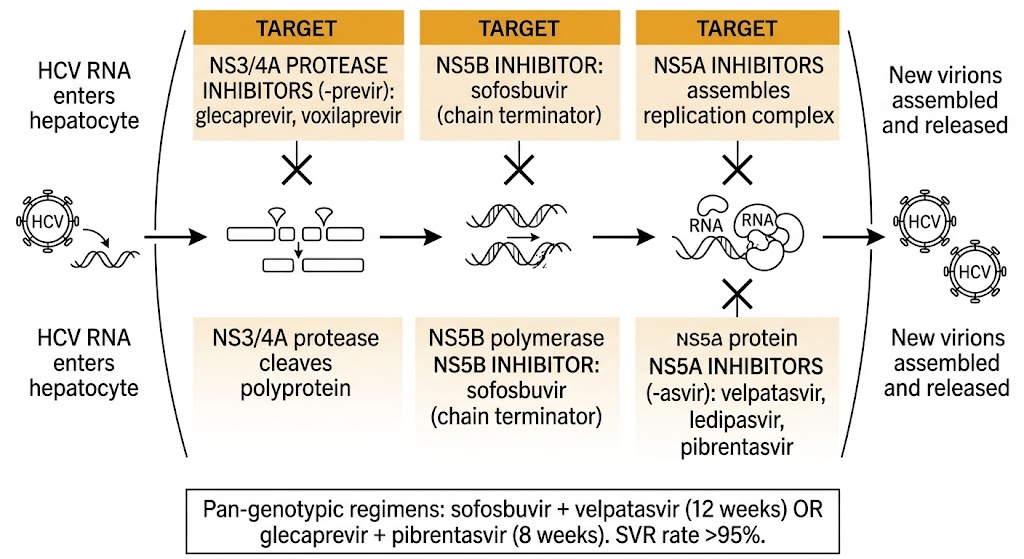 Diagram of the hepatitis C virus replication cycle showing the three targets of direct-acting antivirals: NS3/4A protease, NS5B polymerase, and NS5A protein