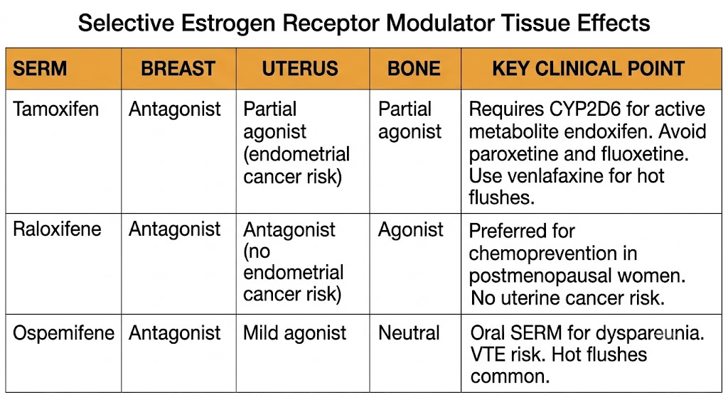 Reference table of selective estrogen receptor modulator tissue effects: tamoxifen (breast antagonist, uterine partial agonist causing endometrial cancer risk, bone partial agonist, CYP2D6-dependent endoxifen), raloxifene (breast and uterine antagonist, bone agonist, no endometrial cancer risk), ospemifene (breast antagonist, mild uterine agonist, for dyspareunia).