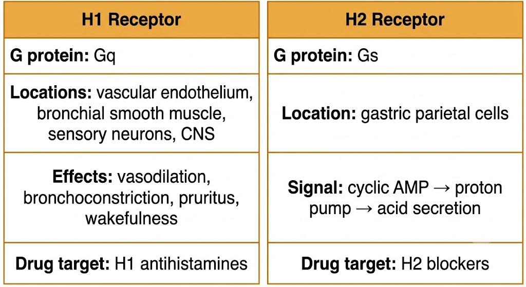 Two-panel comparison: left panel shows H1 receptor with Gq coupling, locations including vascular endothelium and bronchial smooth muscle, and effects including vasodilation, bronchoconstriction, pruritus, and wakefulness; right panel shows H2 receptor with Gs coupling, location at gastric parietal cells, and cyclic AMP to proton pump to acid secretion signaling.
