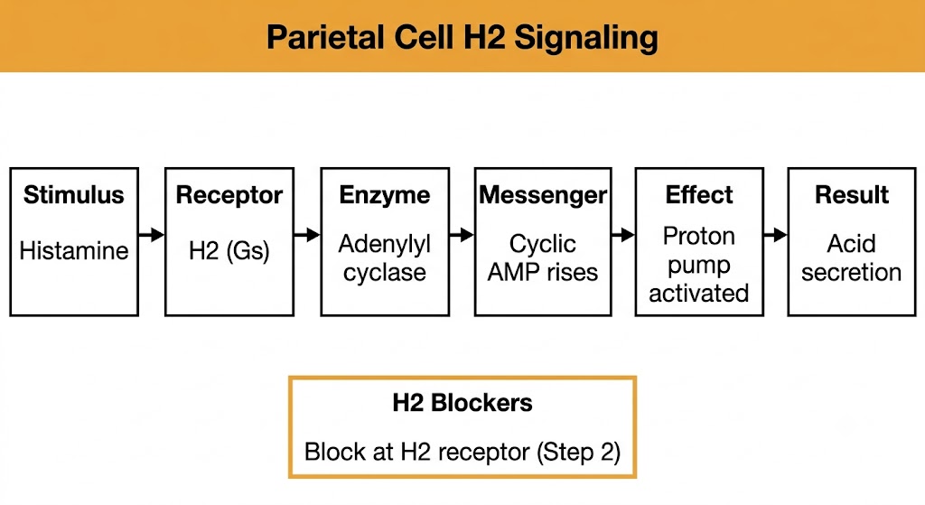 Horizontal flow diagram showing parietal cell H2 receptor signaling: histamine activates H2 receptor coupled to Gs, activating adenylyl cyclase, raising cyclic AMP, activating the proton pump, resulting in acid secretion. A box below labels the receptor step as the site of H2 blocker action.