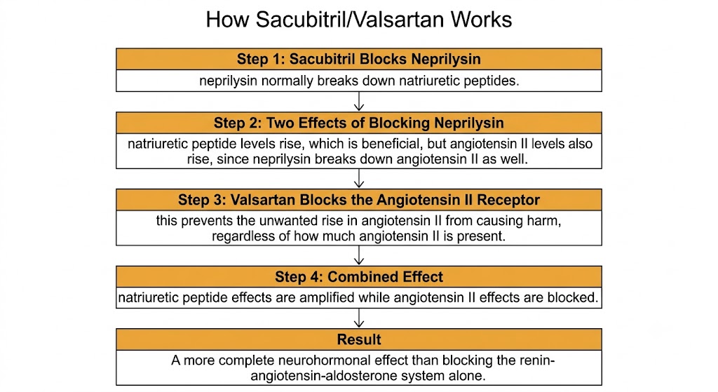 A vertical flow diagram showing how sacubitril blocks neprilysin to raise natriuretic peptide levels, while valsartan blocks the angiotensin II receptor to prevent the unwanted rise in angiotensin II that neprilysin inhibition alone would cause.