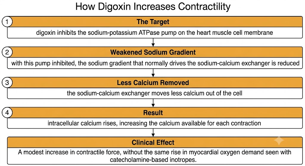 A vertical flow diagram showing how digoxin inhibits the sodium-potassium ATPase pump, weakening the sodium gradient that drives the sodium-calcium exchanger, leading to increased intracellular calcium and increased contractile force.