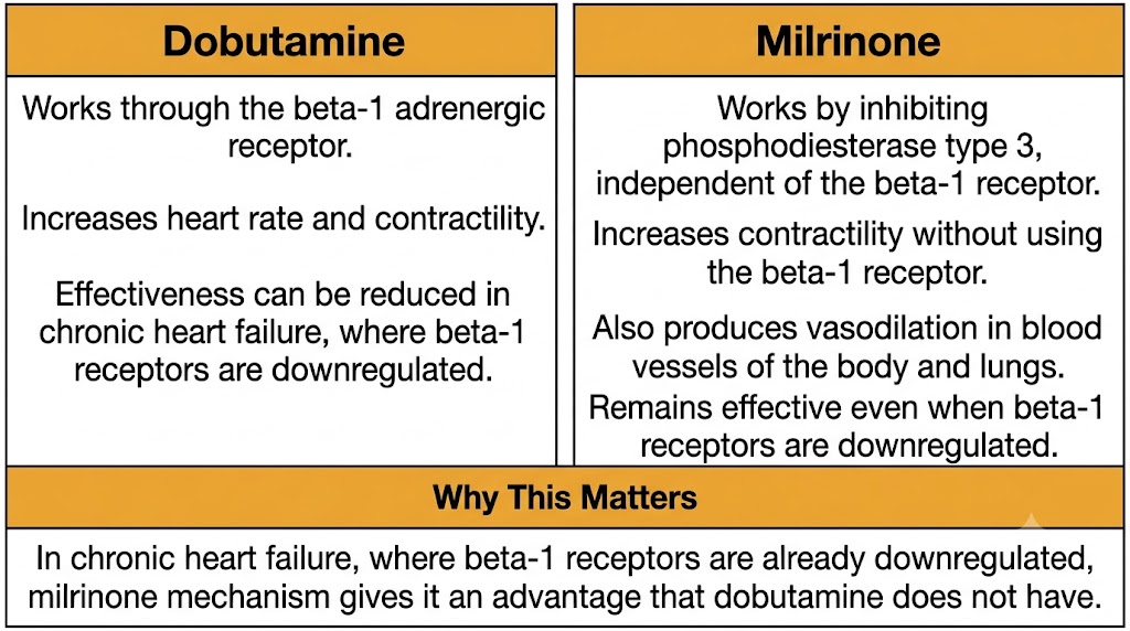 A two-panel diagram contrasting dobutamine, which works through the beta-1 adrenergic receptor, with milrinone, which inhibits phosphodiesterase type 3 independent of the beta-1 receptor and also produces vasodilation.