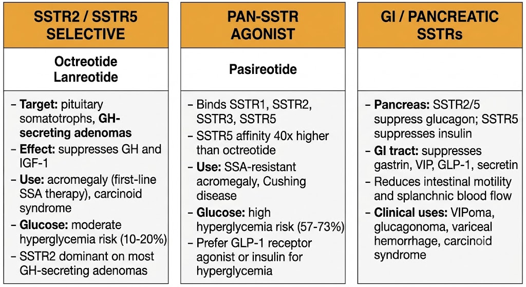 Three-panel diagram comparing SSTR2/SSTR5-selective somatostatin analogs (octreotide, lanreotide), pan-SSTR agonist pasireotide, and GI/pancreatic somatostatin receptor effects.