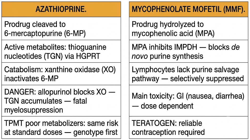 Two-panel comparison diagram contrasting azathioprine (left panel) and mycophenolate mofetil (right panel), showing azathioprine prodrug metabolism to thioguanine nucleotides via HGPRT, the xanthine oxidase catabolic pathway and danger of allopurinol interaction causing fatal myelosuppression, and TPMT pharmacogenomic risk; and mycophenolate mofetil hydrolysis to mycophenolic acid which inhibits IMPDH to block de novo purine synthesis selectively in lymphocytes, with gastrointestinal toxicity and teratogenicity noted.
