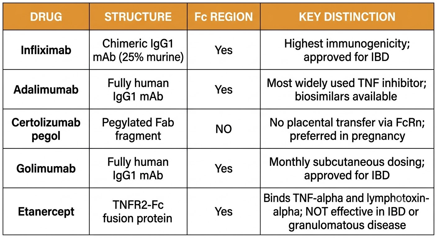 Reference table comparing the five TNF inhibitors: infliximab (chimeric IgG1, Fc present, highest immunogenicity, approved for IBD), adalimumab (fully human IgG1, most widely used), certolizumab pegol (pegylated Fab fragment, no Fc region, no placental transfer, preferred in pregnancy), golimumab (fully human IgG1, monthly dosing, approved for IBD), and etanercept (TNFR2-Fc fusion protein, binds TNF-alpha and lymphotoxin-alpha, not effective in IBD or granulomatous disease).