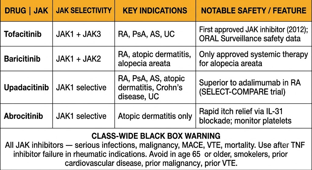 Reference table comparing four approved JAK inhibitors: tofacitinib (JAK1 plus JAK3, first approved 2012, RA/PsA/AS/UC, ORAL Surveillance data), baricitinib (JAK1 plus JAK2, RA/atopic dermatitis/alopecia areata, only approved systemic therapy for alopecia areata), upadacitinib (JAK1 selective, RA/PsA/AS/atopic dermatitis/Crohn's/UC, superior to adalimumab in RA), abrocitinib (JAK1 selective, atopic dermatitis only, rapid itch relief via IL-31 blockade), with a class-wide black box warning box below covering serious infections, malignancy, MACE, VTE, and mortality.