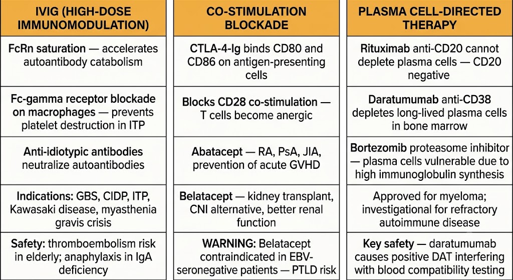 Three-panel comparison diagram: left panel IVIG high-dose immunomodulation showing FcRn saturation accelerating autoantibody catabolism, Fc-gamma receptor blockade on macrophages preventing platelet destruction in ITP, anti-idiotypic antibody neutralization, indications including GBS/CIDP/ITP/Kawasaki/myasthenia gravis crisis, and thromboembolism and IgA deficiency anaphylaxis safety notes; center panel co-stimulation blockade showing CTLA-4-Ig binding CD80 and CD86 to block CD28 co-stimulation causing T-cell anergy, abatacept approved for RA/PsA/JIA/acute GVHD prevention, belatacept as CNI alternative in kidney transplant with better renal function, and belatacept contraindication in EBV-seronegative patients due to PTLD risk; right panel plasma cell-directed therapy showing rituximab cannot deplete CD20-negative plasma cells, daratumumab anti-CD38 depleting long-lived bone marrow plasma cells, bortezomib proteasome inhibitor exploiting plasma cell vulnerability to high immunoglobulin synthesis, indications in myeloma and investigational autoimmune disease, and daratumumab positive DAT safety note.