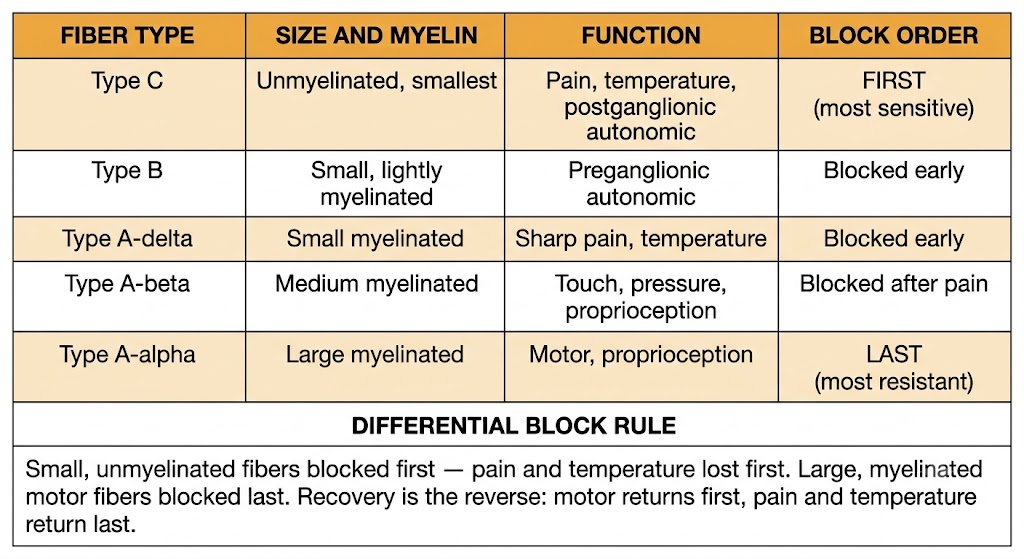 Reference table showing five nerve fiber types from Type C unmyelinated to Type A-alpha large myelinated, with their size, myelin status, function, and order of local anesthetic blockade from first to last, with a Differential Block Rule summary box below.