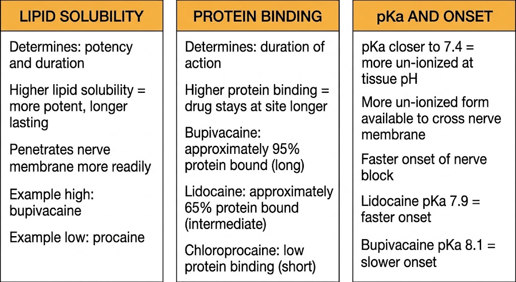 Three-panel diagram showing lipid solubility determining potency and duration, protein binding determining duration of action with bupivacaine at 95% and lidocaine at 65%, and pKa relationship to onset speed with lidocaine pKa 7.9 faster than bupivacaine pKa 8.1.