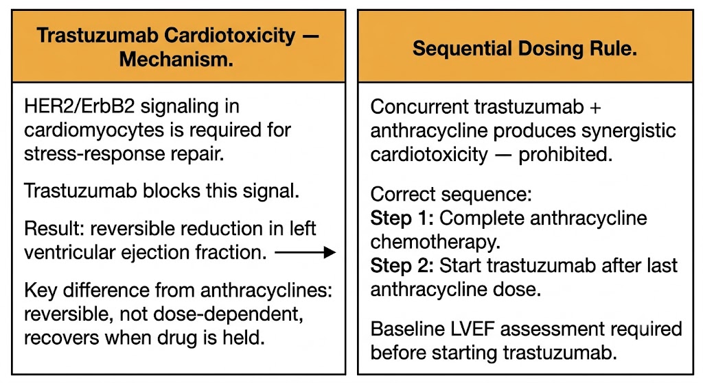 Two-panel diagram showing trastuzumab cardiotoxicity mechanism — HER2/ErbB2 signaling required for cardiomyocyte stress repair, trastuzumab blocks this signal causing reversible LVEF reduction — and the sequential dosing rule requiring anthracycline completion before trastuzumab initiation.