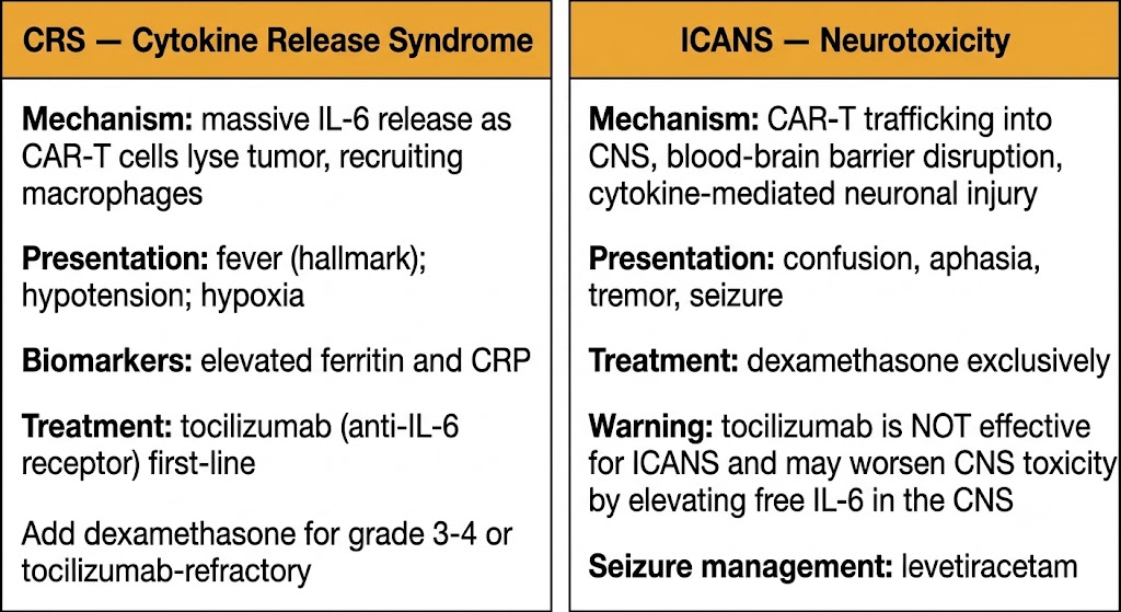 Two-panel comparison of CRS (cytokine release syndrome — fever, hypotension, hypoxia; treated with tocilizumab first-line) versus ICANS (neurotoxicity — confusion, aphasia, seizure; treated with dexamethasone exclusively; tocilizumab contraindicated for ICANS).