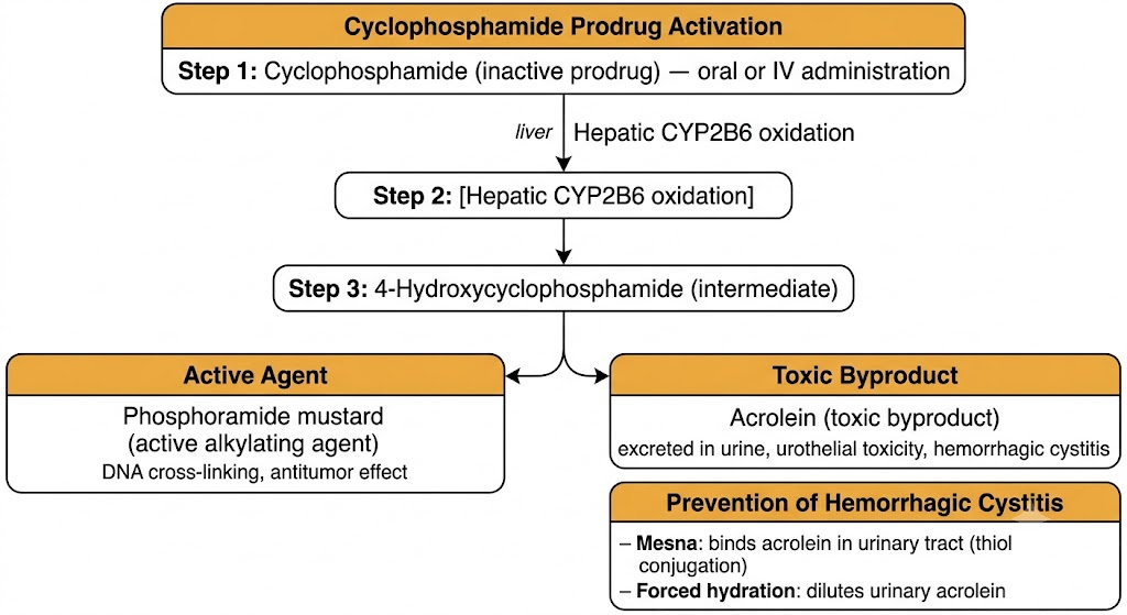 Flow diagram of cyclophosphamide prodrug activation. Step 1: cyclophosphamide (inactive prodrug) administered orally or IV. Step 2: hepatic CYP2B6 oxidation produces 4-hydroxycyclophosphamide. Step 3: spontaneous decomposition splits into phosphoramide mustard (active alkylating agent causing DNA cross-linking) and acrolein (toxic byproduct excreted in urine causing hemorrhagic cystitis). Prevention box shows mesna binding acrolein via thiol conjugation and forced hydration diluting urinary acrolein.
