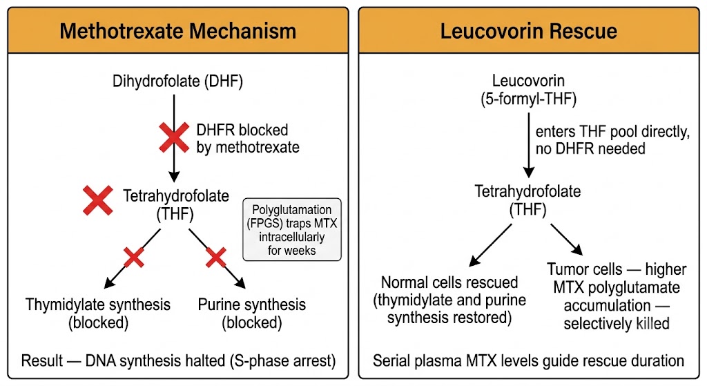 Two-panel diagram. Left panel: Methotrexate Mechanism showing DHFR blocked by methotrexate preventing DHF conversion to THF, with downstream blockade of thymidylate and purine synthesis causing S-phase arrest; polyglutamation box shows FPGS traps MTX intracellularly for weeks. Right panel: Leucovorin Rescue showing leucovorin entering THF pool directly without requiring DHFR, rescuing normal cells while tumor cells with higher MTX polyglutamate accumulation are selectively killed; serial plasma MTX levels guide rescue duration.