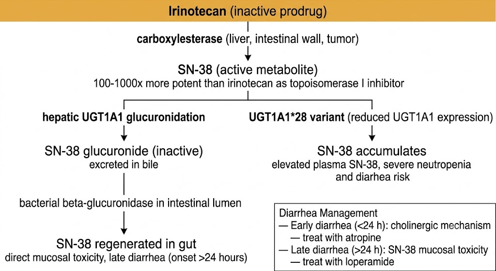Flow diagram of irinotecan prodrug activation. Irinotecan is converted by carboxylesterase to SN-38 (100-1000x more potent). SN-38 branches: left branch shows hepatic UGT1A1 glucuronidation to inactive SN-38 glucuronide excreted in bile, then bacterial beta-glucuronidase in intestinal lumen regenerates SN-38 causing direct mucosal toxicity and late diarrhea onset greater than 24 hours. Right branch shows UGT1A1*28 variant with reduced expression causing SN-38 accumulation and elevated plasma levels with severe neutropenia and diarrhea risk. Diarrhea management box: early diarrhea less than 24 hours is cholinergic — treat with atropine; late diarrhea greater than 24 hours is SN-38 mucosal toxicity — treat with loperamide.