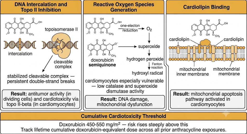 Three-panel diagram of doxorubicin mechanisms. Left panel: DNA Intercalation and Topo II Inhibition — doxorubicin intercalates between DNA base pairs and stabilizes the topoisomerase II cleavable complex causing persistent double-strand breaks; result is antitumor activity in dividing cells and cardiotoxicity via topo II-beta in cardiomyocytes. Center panel: Reactive Oxygen Species Generation — one-electron reduction produces doxorubicin semiquinone, which reacts with O2 to generate superoxide, hydrogen peroxide via Fenton reaction, and hydroxyl radical; cardiomyocytes are especially vulnerable due to low catalase and superoxide dismutase activity; result is DNA damage and mitochondrial dysfunction. Right panel: Cardiolipin Binding — doxorubicin binds cardiolipin in the mitochondrial inner membrane, disrupting the electron transport chain; result is mitochondrial apoptosis pathway activated in cardiomyocytes. Shared footer box: Cumulative Cardiotoxicity Threshold — doxorubicin 450-550 mg per square meter, risk rises steeply above this; track lifetime cumulative doxorubicin-equivalent dose across all prior anthracycline exposures.