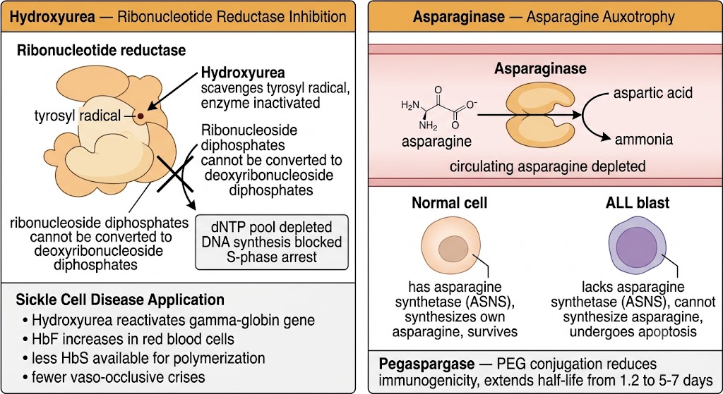 Two-panel diagram. Left panel: Hydroxyurea — Ribonucleotide Reductase Inhibition. Hydroxyurea scavenges the tyrosyl radical of ribonucleotide reductase, inactivating the enzyme, blocking conversion of ribonucleoside diphosphates to deoxyribonucleoside diphosphates, depleting the dNTP pool, blocking DNA synthesis, and causing S-phase arrest. Sickle Cell Disease Application section shows hydroxyurea reactivates gamma-globin gene, HbF increases, less HbS available for polymerization, fewer vaso-occlusive crises. Right panel: Asparaginase — Asparagine Auxotrophy. Asparaginase in the bloodstream hydrolyzes asparagine to aspartic acid and ammonia, depleting circulating asparagine. Normal cells with asparagine synthetase synthesize their own asparagine and survive; ALL blasts lacking asparagine synthetase cannot synthesize asparagine and undergo apoptosis. Pegaspargase box: PEG conjugation reduces immunogenicity and extends half-life from 1.2 to 5-7 days.