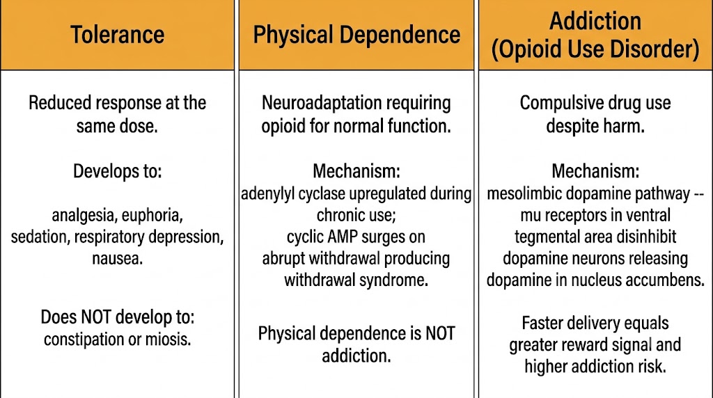 Three-panel diagram distinguishing opioid tolerance, physical dependence, and addiction, showing which effects tolerize, the adenylyl cyclase mechanism of dependence, and the mesolimbic dopamine pathway of addiction.
