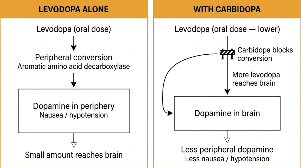Two-panel flow diagram showing most levodopa converted to dopamine in the periphery when given alone, versus more levodopa reaching the brain when carbidopa blocks peripheral conversion.