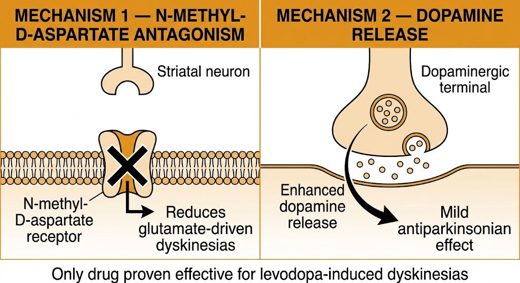 Two-panel diagram showing amantadine's dual mechanism: N-methyl-D-aspartate receptor blockade in the striatal neuron on the left reducing dyskinesias, and enhanced dopamine release from a dopaminergic terminal on the right producing a mild antiparkinsonian effect.
