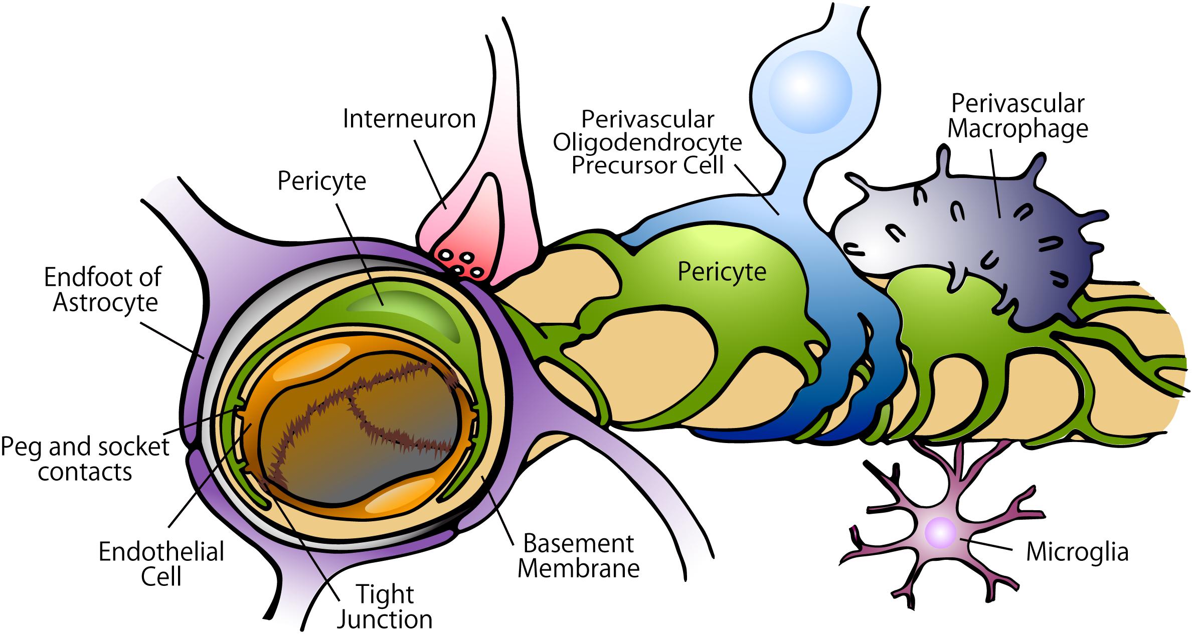 Diagram of the blood-brain barrier neurovascular unit showing endothelial cells joined by tight junctions, astrocyte endfeet ensheathing the capillary, pericytes embedded in the basement membrane, and surrounding perivascular cells including microglia and oligodendrocyte precursor cells.