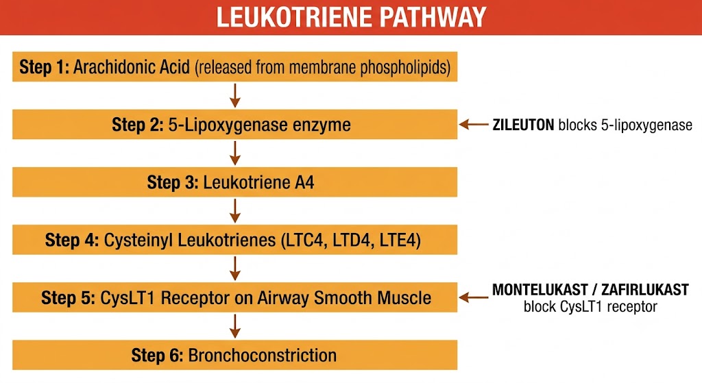 Leukotriene pathway flow diagram from arachidonic acid through 5-lipoxygenase to cysteinyl leukotrienes and CysLT1 receptor, with zileuton blocking 5-lipoxygenase at step 2 and montelukast and zafirlukast blocking the CysLT1 receptor at step 5.