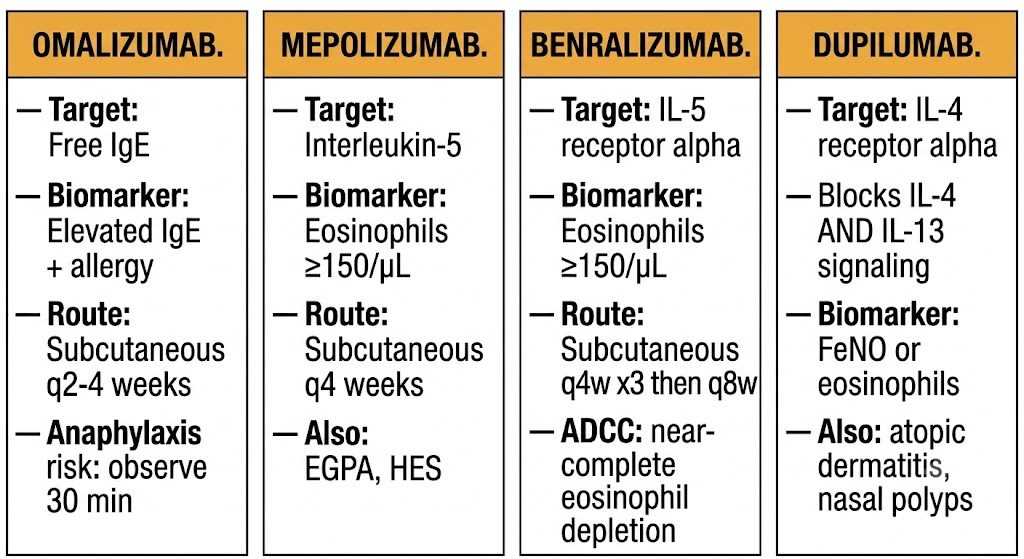 Four-panel comparison of biologic agents for severe asthma: omalizumab targeting free IgE, mepolizumab targeting interleukin-5, benralizumab targeting IL-5 receptor alpha with ADCC eosinophil depletion, and dupilumab targeting IL-4 receptor alpha to block both interleukin-4 and interleukin-13 signaling, with biomarkers, routes, and dosing frequencies for each.