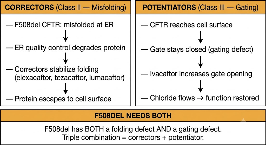 Two-panel diagram showing CFTR modulator mechanisms: left panel shows correctors stabilizing misfolded F508del protein at the endoplasmic reticulum enabling it to reach the cell surface (elexacaftor, tezacaftor, lumacaftor); right panel shows potentiator ivacaftor increasing gate opening probability for protein already at the cell surface to restore chloride flow. Shared box states F508del has both a folding defect and a gating defect requiring both corrector and potentiator.