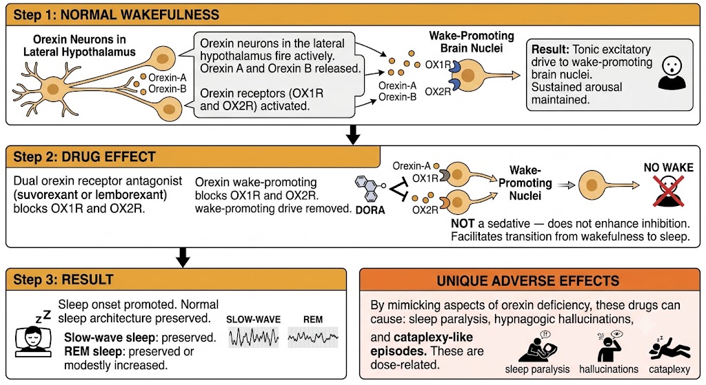 Flow diagram showing how dual orexin receptor antagonists promote sleep by removing orexin wake-promoting drive.