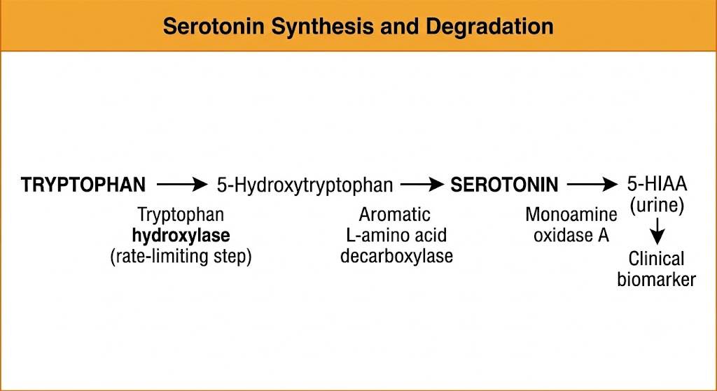 Flow diagram showing serotonin biosynthesis from tryptophan through 5-hydroxytryptophan to serotonin, then degradation by monoamine oxidase A to 5-hydroxyindoleacetic acid in urine.
