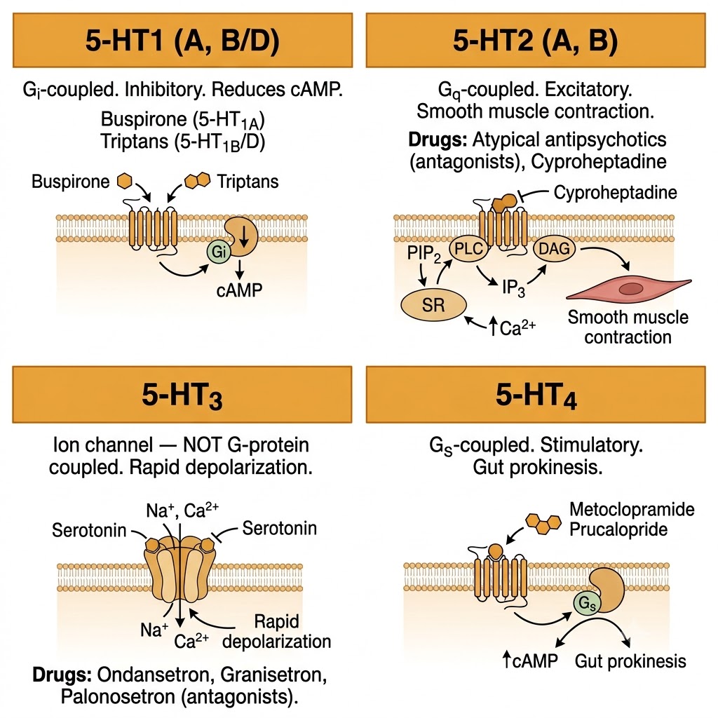 Four-panel diagram comparing serotonin receptor subtypes 5-HT1 through 5-HT4 showing G-protein coupling, signaling mechanisms, and key drug actions at each receptor.