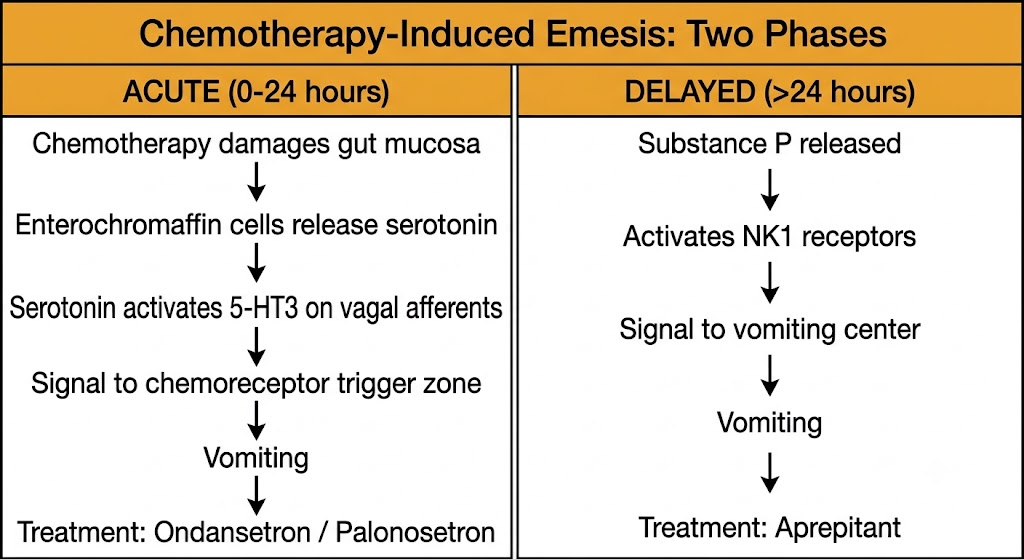 Two-column flow diagram comparing acute chemotherapy-induced emesis via serotonin and 5-HT3 receptors treated with ondansetron, versus delayed emesis via substance P and neurokinin type 1 receptors treated with aprepitant.