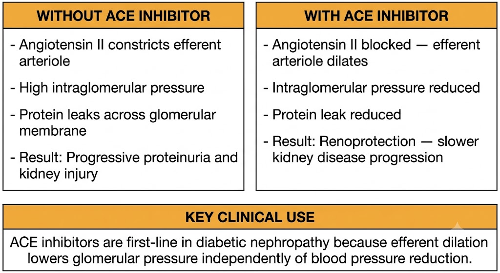 Two-panel comparison diagram showing glomerular hemodynamics without and with an angiotensin-converting enzyme inhibitor. Left panel shows angiotensin II constricting the efferent arteriole, producing high intraglomerular pressure, protein leak, and progressive kidney injury. Right panel shows efferent arteriole dilation after angiotensin-converting enzyme inhibition, reduced intraglomerular pressure, reduced protein leak, and renoprotection. A shared panel below states that angiotensin-converting enzyme inhibitors are first-line in diabetic nephropathy.