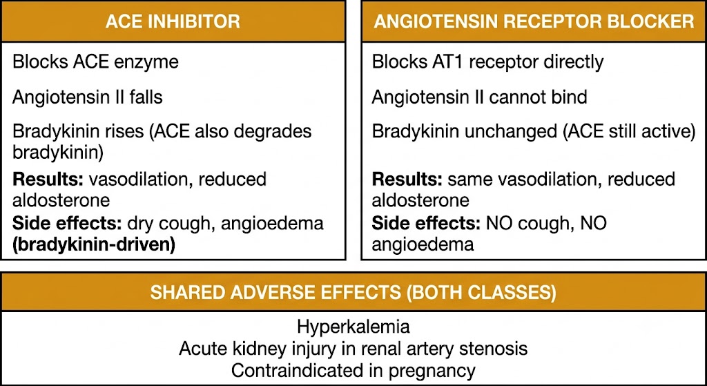 Two-panel diagram comparing angiotensin-converting enzyme inhibitor and angiotensin receptor blocker mechanisms. Left panel shows angiotensin-converting enzyme inhibitor blocking the angiotensin-converting enzyme, reducing angiotensin II and raising bradykinin, with dry cough and angioedema as bradykinin-driven side effects. Right panel shows angiotensin receptor blocker blocking the AT1 receptor directly, with bradykinin unchanged and no cough or angioedema. A shared panel below lists hyperkalemia, acute kidney injury in renal artery stenosis, and pregnancy contraindication as effects common to both classes.