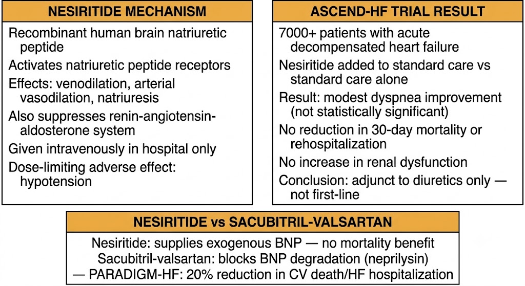 Two-panel diagram of nesiritide. Left panel shows nesiritide mechanism as recombinant human brain natriuretic peptide that activates natriuretic peptide receptors producing venodilation, arterial vasodilation, natriuresis, and renin-angiotensin-aldosterone system suppression, given intravenously in hospital with hypotension as dose-limiting adverse effect. Right panel shows ASCEND-HF trial result: over 7000 patients, nesiritide produced modest dyspnea improvement that was not statistically significant, no mortality or rehospitalization reduction, and no renal dysfunction increase, concluding it is an adjunct to diuretics only. Shared panel compares nesiritide supplying exogenous brain natriuretic peptide with no mortality benefit versus sacubitril-valsartan blocking brain natriuretic peptide degradation with 20 percent mortality reduction in PARADIGM-HF.