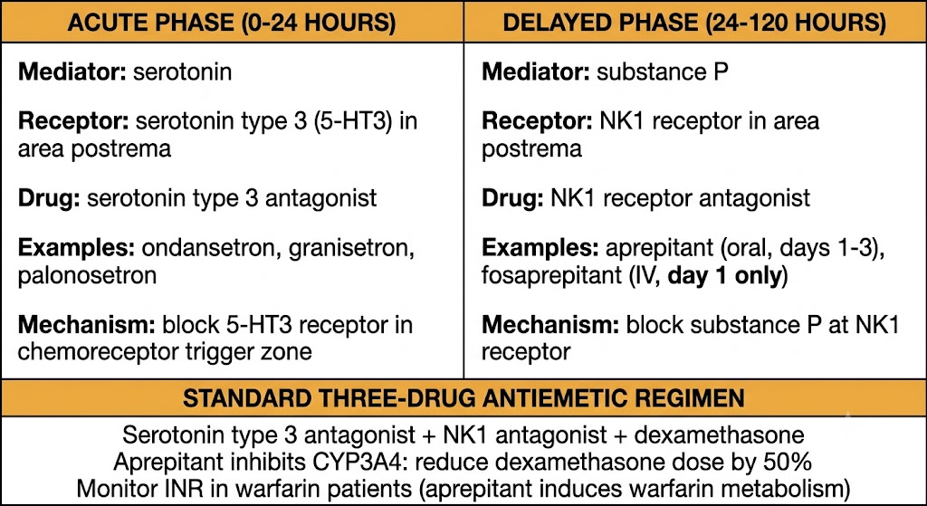 Two-panel diagram of chemotherapy-induced nausea and vomiting phases. Left panel shows the acute phase from 0 to 24 hours mediated by serotonin at serotonin type 3 receptors in the area postrema, treated with serotonin type 3 antagonists such as ondansetron, granisetron, and palonosetron. Right panel shows the delayed phase from 24 to 120 hours mediated by substance P at NK1 receptors in the area postrema, treated with NK1 receptor antagonists including aprepitant orally on days 1 to 3 and fosaprepitant intravenously on day 1 only. Shared panel below shows the standard three-drug antiemetic regimen combining serotonin type 3 antagonist, NK1 antagonist, and dexamethasone, with notes that aprepitant inhibits CYP3A4 requiring 50 percent dexamethasone dose reduction and that warfarin international normalized ratio must be monitored.