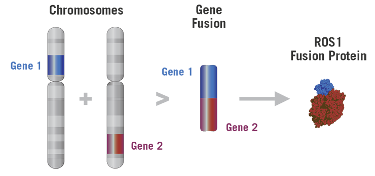 Ros1 киназа. Dicer1 ген. Ген lrrtm1. Транслокация в гене ros1. Ген 1 телефон