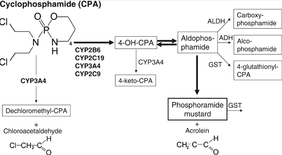 Cyclophosphamide, Alkylating Agent