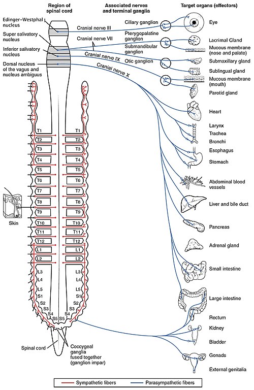 Diagram of the autonomic nervous system showing sympathetic (red) and parasympathetic (blue) fibers, spinal cord levels, ganglia, and target organs