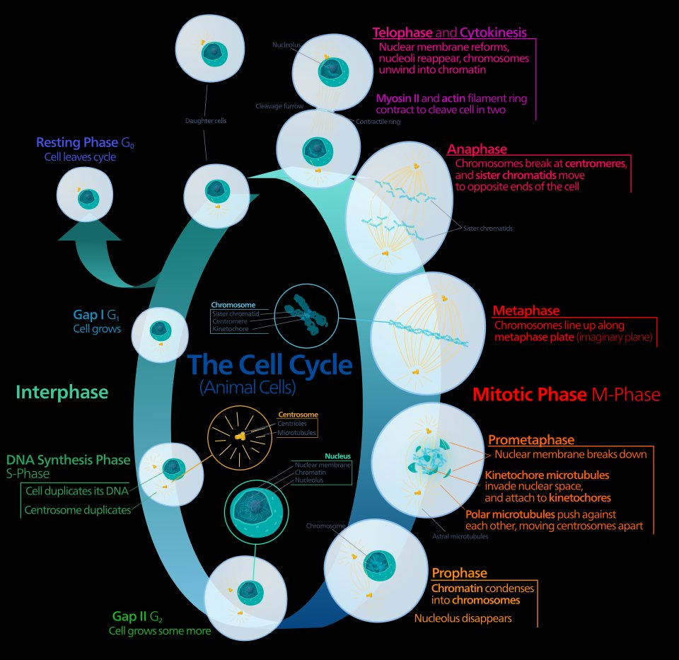 Diagram of the animal cell cycle showing G0 resting phase, interphase (G1, S-phase, G2), and mitotic M-phase with prophase, prometaphase, metaphase, anaphase, telophase, and cytokinesis