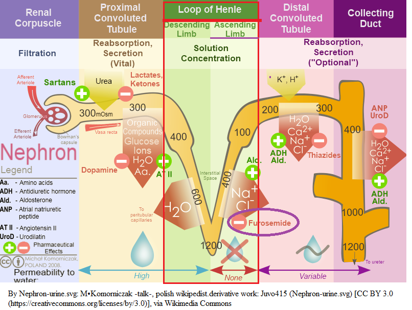 Medical Pharmacology Chapter 26 Renal Pharmacology Practice