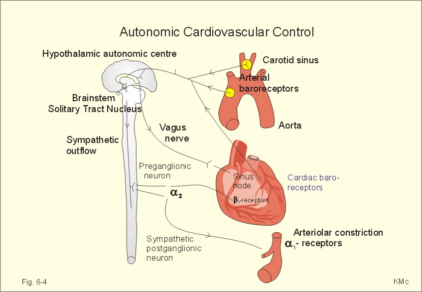 Viscerosomatic Reflex Chart