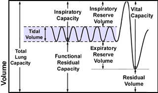 Tidal Volume Chart